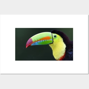 Keel-billed Toucan - Costa Rica Posters and Art